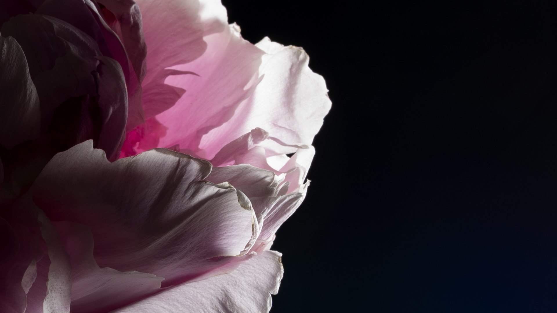 Blumen